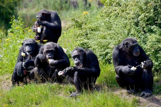 Five chimpanzees eat icecream made of yogurt and fruits during sunny weather at the Serengeti Park in Hodenhagen, northern Germany, Sunday, August 9, 2015. (Photo by Peter Steffen/DPA via AP Photo)