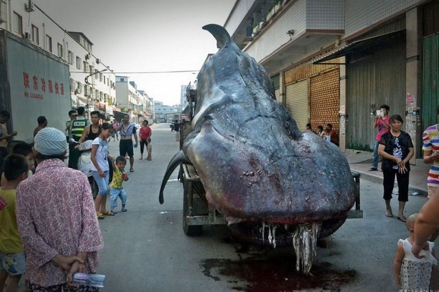 Chinese fisherman Cai Chengzhu, 48, took centre stage at the fish market in the city of Shishi in south China's Fujian province after he turned up with this two ton whale shark. (Photo by EuroPics)