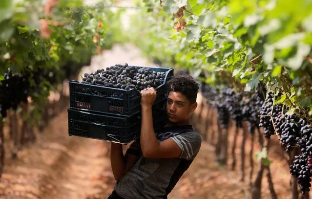 A boy carries harvested grapes at a farm in the El-Menoufia governorate, north of Cairo, Egypt, June 16, 2022. (Photo by Mohamed Abd El Ghany/Reuters)