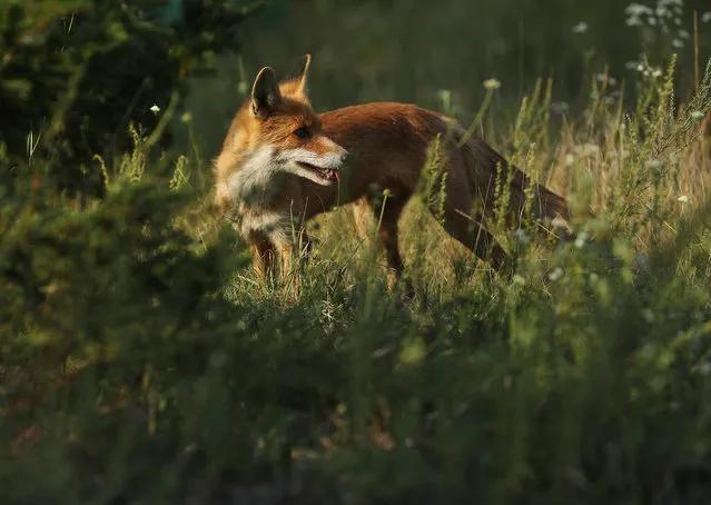 A fox stands in grass in the ghost town of Pripyat not far from the Chernobyl nuclear power plant on August 19, 2017 in Pripyat, Ukraine. On April 26, 1986 reactor number four exploded after a safety test went wrong, spreading radiation over thousands of square kilometers in different directions. The nearby town of Pripyat, which had a population of approxiamtely 40,000 and housed the plant workers and their families, was evacuated and has been abandoned ever since. Today tourists often visit the town on specially-organized tours from Kiev. (Photo by Sean Gallup/Getty Images)