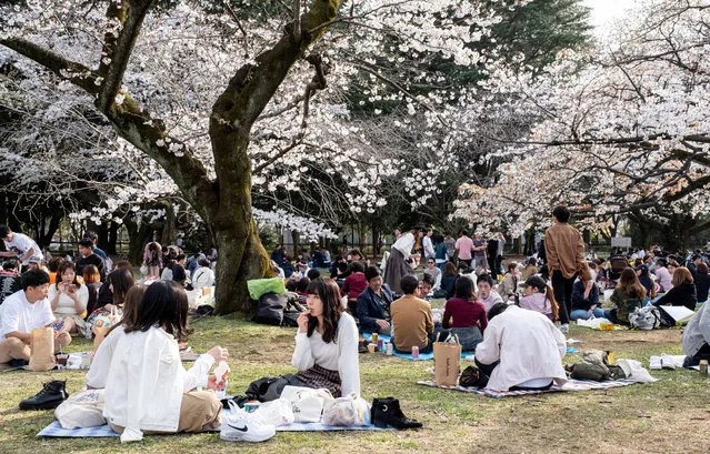 People enjoying the cherry blossom party during the corona virus pandemic in Tokyo, Japan on March 22, 2020. Although the government had suggested no gatherings for cherry blossom this year due to Coronavirus (COVID-19) Concerns that are growing in Japan, people enjoyed the parties as usual, some with face masks on and some not. (Photo by Viola Kam/SOPA Images/Sipa USA)