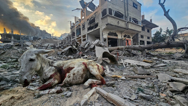 A wounded donkey sits near houses and buildings destroyed in Israeli strikes, in Jabalia in the northern Gaza Strip on October 11, 2023. (Photo by Anas al-Shareef/Reuters)
