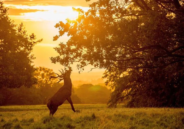 A stag reaches for the branches of a tree in Ripon, England on September 18, 2017. (Photo by Charlotte Graham/Rex Features/Shutterstock)