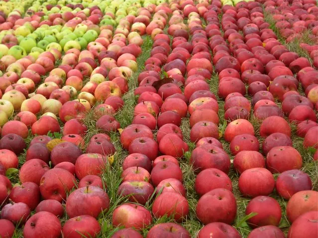 Portrait Of Steve Jobs Made With Apples