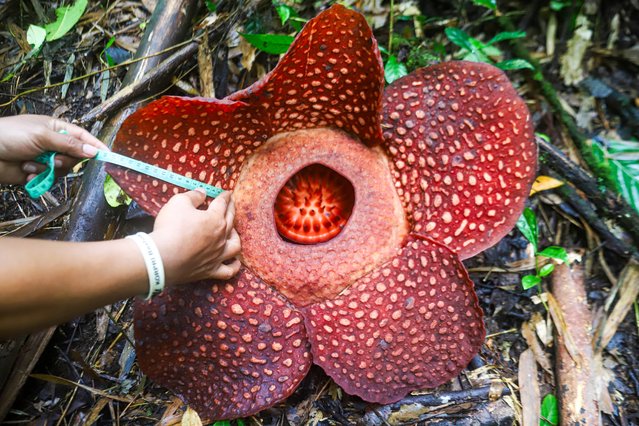 The Rafflesia Arnoldii flower, which holds the title for the largest individual flower in the world in terms of diameter is seen at Palupuah Forest of West Sumatra, Indonesia on January 22, 2025. The flower is considered an endangered species due to habitat destruction and deforestation. (Photo by Adi Prima/Anadolu via Getty Images)