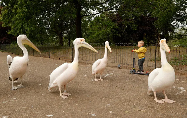 A group of pelicans pass a boy on a scooter in St James' Park, following the outbreak of the coronavirus disease (COVID-19), London, Britain, April 27, 2020. (Photo by John Sibley/Reuters)