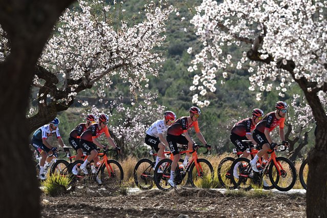 Tobias Foss of Norway, Carlos Rodriguez of Spain and Team INEOS Grenadiers – White Best Young Rider Jersey with teammates and a general view of the peloton competing during the 76th Volta a la Comunitat Valenciana 2025, Stage 3 a 180.3km stage from Algemesi to Alpuente 958m on February 07, 2025 in Alpuente, Spain. (Photo by Szymon Gruchalski/Getty Images)