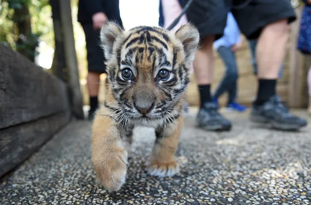 Kai, a six week old tiger cub is walked on a leash at Tiger Island in the Dreamworld theme park on the Gold Coast, Australia, 07 September 2015. Kai was the first tiger in seven years to be born at Dreamworld and the fourth litter to be born at Tiger Island which opened 20 years ago. (Photo by Dave Hunt/EPA)