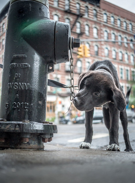 Checking out a frequently-used dog toilet in New York's East Village. (Photo by Mark McQueen/Caters News Agency)