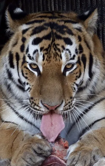 Bartek, a 2-year-old Amur tiger, eats a slab of meat inside his open-air cage as zoo keepers mark the upcoming Day of the Amur Tiger and the Far Eastern Leopard at the Royev Ruchey zoo in the suburbs of Krasnoyarsk, Siberia, September 26, 2014. The international day for the protection of Amur tigers and far eastern leopards will be celebrated on September 28, according to zoo employees and local media. (Photo by Ilya Naymushin/Reuters)