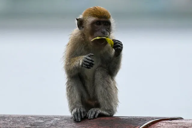 A wild macaque chews a leaf at the Woodlands waterfront park in Singapore on September 22, 2022. (Photo by Roslan Rahman/AFP Photo)