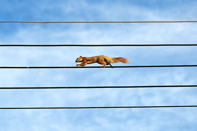 A squirrel runs along an electrical wire in Buriram, Thailand on February 28, 2025. (Photo by Mohd Rasfan/AFP Photo)