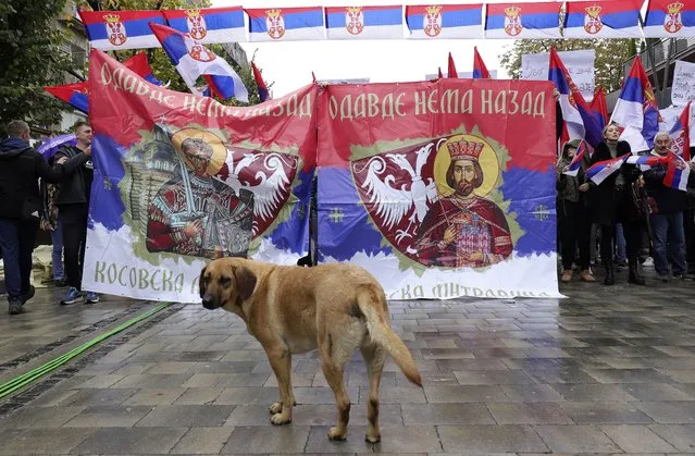 A dog stands in front of Kosovo Serbs with Serbian flags during a protest in Mitrovica, Kosovo, Sunday, November 6, 2022. Several thousand ethnic Serbs on Sunday rallied in Kosovo after a dispute over vehicle license plates triggered a Serb walkout from their jobs in Kosovo's institutions and heightened ongoing tensions stemming from a 1990s' conflict. (Photo by Bojan Slavkovic/AP Photo)