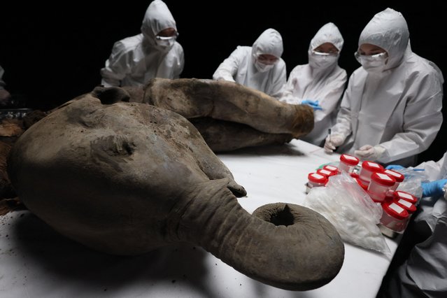 Scientists perform a necropsy on the 50,000-year-old baby mammoth nicknamed “Yana” at the North-Eastern Federal University in Yakutsk on March 27, 2025. The carcass, which was dug up past summer near the Batagaika research station in the permafrost-covered region of Yakutia, weighs 180 kilograms (397 pounds) and is 120 centimetres (four feet) tall and 200 centimetres long. Yana's “geological age”, meaning the period when she lived, was first estimated at 50,000 years, but later updated to “more than 130,000 years” following analysis of the permafrost layer where she was found, said Maxim Cheprasov, director of The Mammoth Museum at the North-Eastern Federal University in Yakutsk. (Photo by AFP Photo/Stringer)