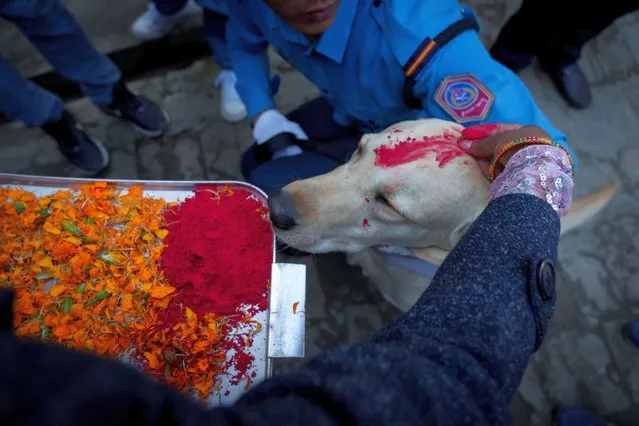 A Nepalese policeman applies vermillion on the forehead of a police dog during Kukkur Tihar dog festival at their kennel division in Kathmandu, Nepal, Monday, October 24, 2022. Dogs are worshipped to acknowledge their role in providing security during Kukkur Tihar which falls on the second day of Tihar festival, one of the most important Hindu festivals of this Himalayan nation. (Photo by Niranjan Shrestha/AP Photo)