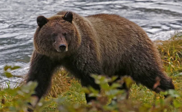 A coastal brown bear walks along the banks of the Chilkoot River near Haines, Alaska, October 7, 2014. (Photo by Bob Strong/Reuters)