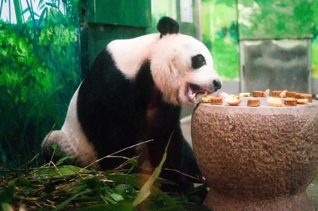A giant panda eats mooncake-shaped fodder in a zoo in Liuzhou city, southwest China's Zhuang Autonomous Region, 27 September 2015. The Mid-autumn Festival, a traditional Chinese festival, fell on Sunday (28 September 2015) this year. (Photo by Imaginechina/Splash News)