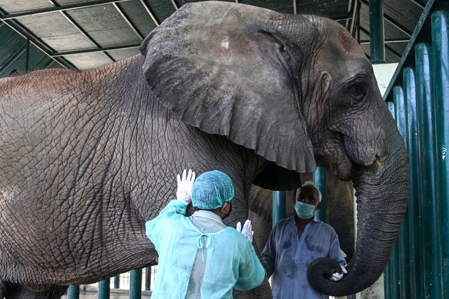 This photograph taken on May 16, 2025 shows Dr Buddhika Bandara (L), a veterinary surgeon from Sri Lanka, examining Madhubala, an elephant who is diagnosed with tuberculosis, inside an enclosure at the Safari Park in Karachi. A team of Pakistani doctors treating a pair of elephants with tuberculosis for the first time are feeding the stubborn sisters at least 400 pills each a day. (Photo by Rizwan Tabassum/AFP Photo)