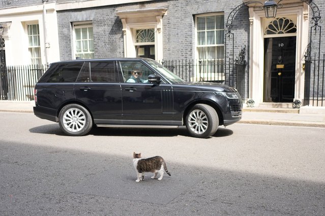 Chief Mouser to the Cabinet Office Larry the cat watches as the vehicle carrying Deputy Prime Minister Angela Rayner leaves Downing Street, London, after a Cabinet meeting on Tuesday, June 17, 2025. (Photo by Yui Mok/PA Images via Getty Images)