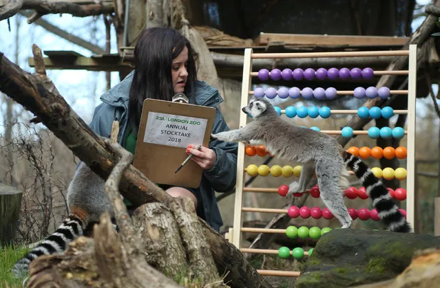 Lemurs are counted during the Annual Stocktake at ZSL London Zoo in London, Britain February 7, 2018. (Photo by Tom Jacobs/Reuters)