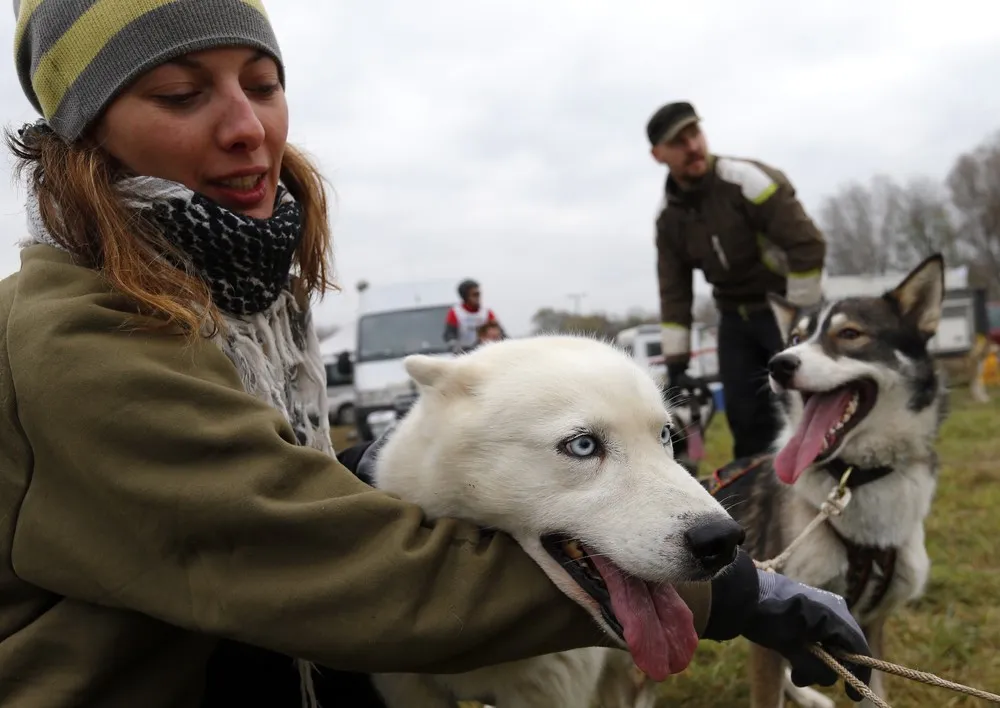 A Sled Dog European Championship in Hungary