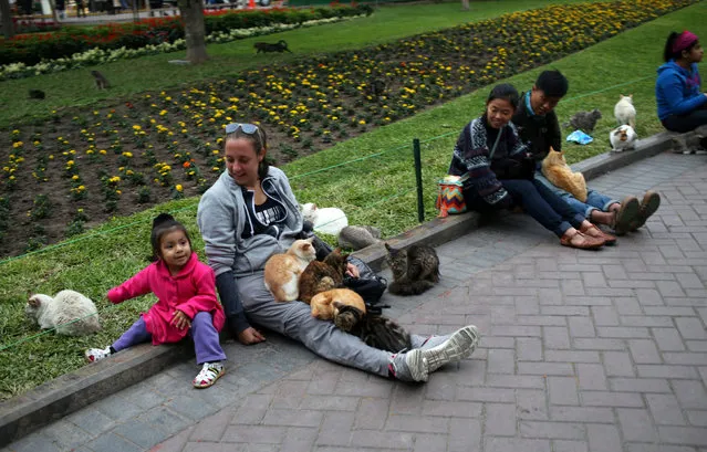 Tourists play with cats at Parque Kenedy in Miraflores district of Lima, Peru, September 24, 2016. (Photo by Mariana Bazo/Reuters)