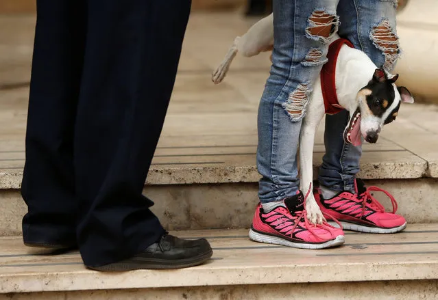 A smooth fox terrier dog passes through its owner's legs on the steps leading into the law courts in Valletta, Malta, September 26, 2016. (Photo by Darrin Zammit Lupi/Reuters)