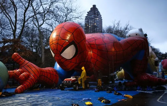 Members of the Macy's Thanksgiving Day Parade balloon inflation team work on Spiderman during preparations for the 88th annual Macy's Thanksgiving Day Parade in New York, November 26, 2014. Spiderman, Snoopy, SpongeBob Squarepants and other giant balloons in the Macy's Day Parade could be grounded by high winds predicted Thursday, parade officials and city police said. (Photo by Eduardo Munoz/Reuters)