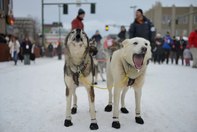 Mats Pettersson's lead dogs wait at the start line during the ceremonial start of the Iditarod dog sled race in Anchorage, Alaska, U.S. March 3, 2018. Mushers from around the world embark on Alaska's gruelling Iditarod Trail Sled Dog Race. (Photo by Mark Meyer/Reuters)