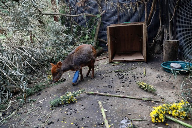 An injured pudu, the world's smallest deer, stands inside an enclosure at the Chiloe Silvestre wildlife centre, in Chiloe, Chile on August 31, 2025. (Photo by Amilix Fornerod/Reuters)