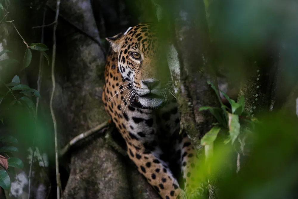 Brazil Jaguars