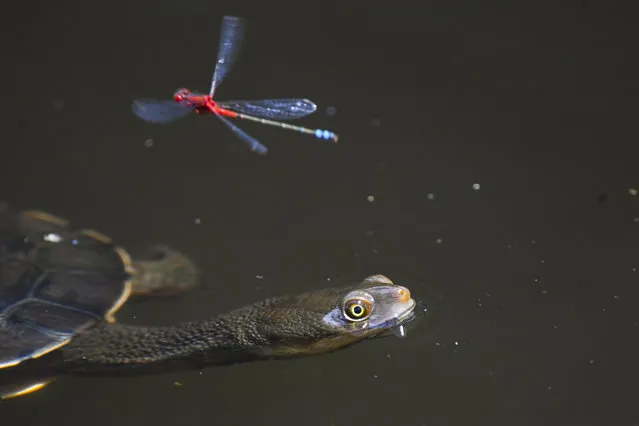 A firefly flies past an Eastern Long-neck turtle at the Tidbinbilla Nature Reserve near Canberra, Tuesday, November 24, 2020. (Photo by Lukas Coch/AAP Image)