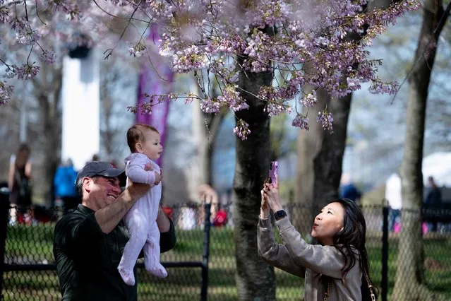 A couple photographs a baby near the blooming cherry blossoms at the Tidal Basin in Washington, DC, during the 2023 National Cherry Blossom Festival, on March 21, 2023. The festival runs from March 18 through April 16, with the peak bloom expected from March 22 to 25. (Photo by Jim Watson/AFP Photo)