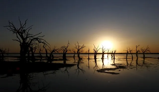 Deadwood is seen at sunset in Epecuen Village, November 6, 2015. (Photo by Enrique Marcarian/Reuters)