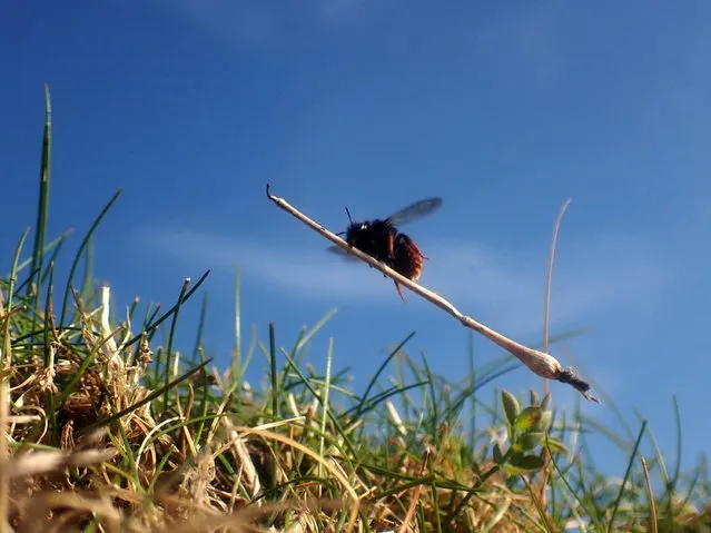Undated BBC handout photo of a female two-coloured Mason Bee carrying a dried grass stalk back to her snail-shell nest on the British Isles in the latest episode of Sir David Attenborough's Wild Isles series. Issue date: Sunday March 26, 2023. (Photo by John Walters/Silverback Films/BBC/PA Wire)
