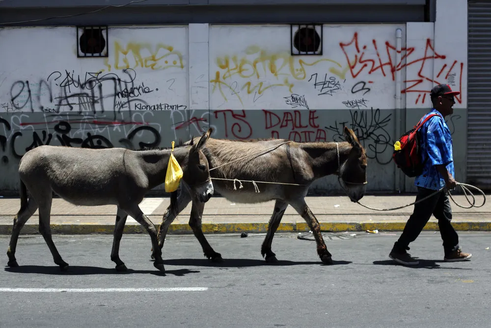 Fresh Donkey Milk for Sale on Streets of Chile