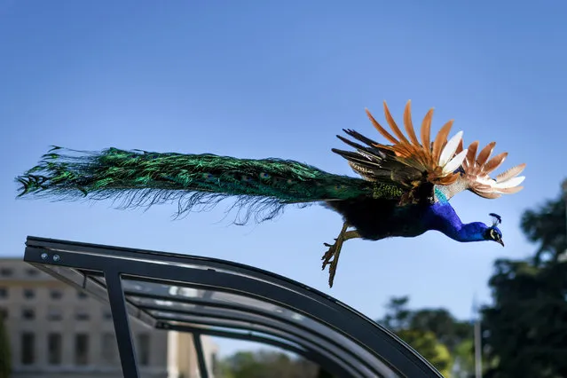 One of the famous peacocks of the United Nations Offices in Geneva flies down from a bicycle shed on April 19, 2018. (Photo by Fabrice Coffrini/AFP Photo)