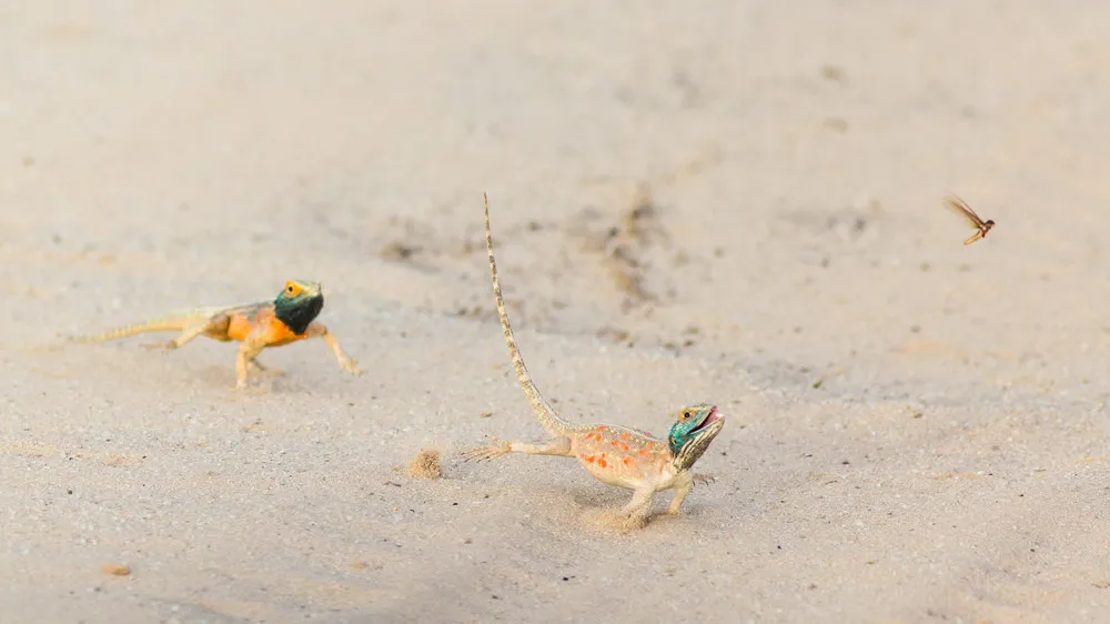 Some Photos: Animals