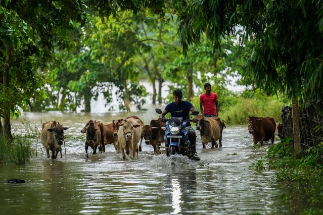 Flood affected villagers and their cattle make their way through flood waters in Sildubi village in Morigaon district in the northeastern state of Assam, India, Tuesday, July 2, 2024. Floods and landslides triggered by heavy rains have killed more than a dozen people over the last two weeks in India's northeast. (Photo by Anupam Nath/AP Photo)