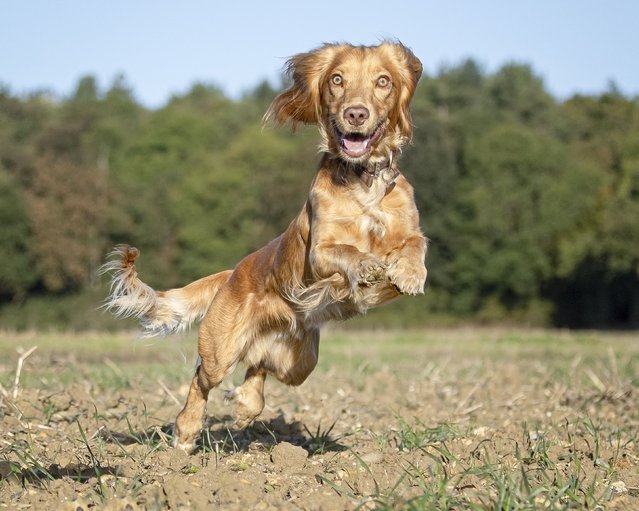 Ralph the farm dog enjoys a moment of autumn sunshine at Tewinbury Farm Hotel in Hertfordshire, UK in the first decade of October 2025. (Photo by Suzi Darsa/The Highgate Dog Photographer)