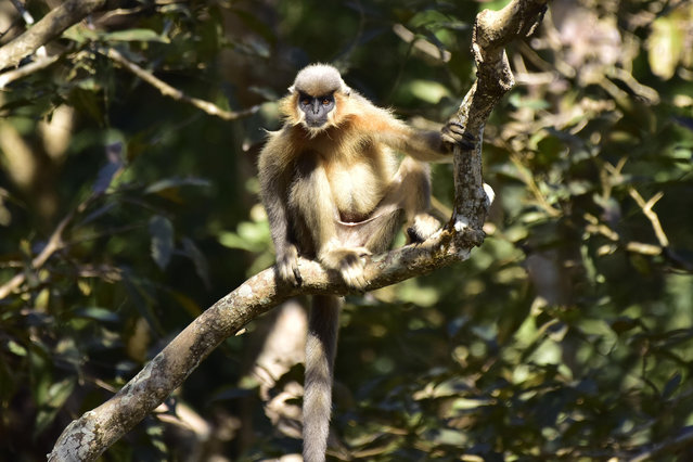 The Golden Langur, a rare monkey species, is seen inside the Burapahar range of Kaziranga National Park in India, on December 14, 2025. (Photo by Anuwar Hazarika/Rex Features/Shutterstock)