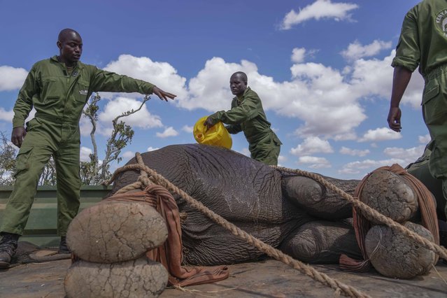 Kenya Wildlife Service rangers and capture team cool down a sedated elephant at Mwea National Park, east of the capital Nairobi, Kenya Monday, October 14, 2024. (Photo by Brian Inganga/AP Photo)