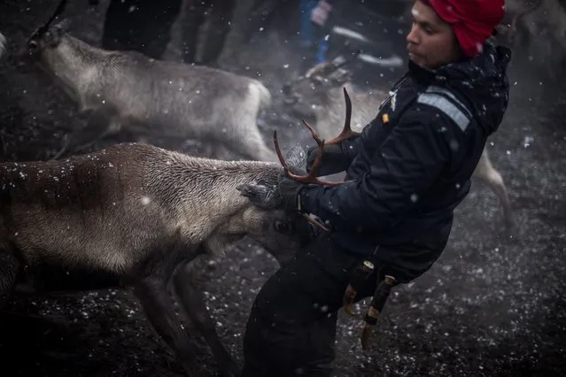 A Sami man from the Vilhelmina Norra Sameby, catches a reindeer during a gathering of his reindeers herd for selection and calf labelling on October 27, 2016 near the village of Dikanaess, about 800 kilometers north-west of the capital Sweden. (Photo by Jonathan Nackstrand/AFP Photo)