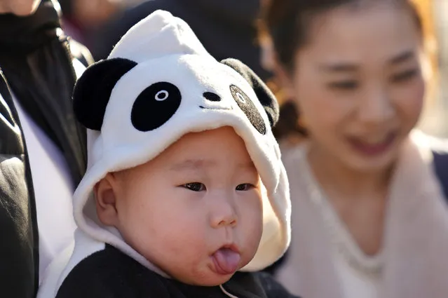 Miu Suwazono, a 6-month-old girl, wearing clothes featuring panda waits at Ueno Zoo to see 6-month-old female giant panda cub Xiang Xiang during its public viewing in Tokyo, Tuesday, December 19, 2017. Tokyo’s new idol, baby panda Xiang Xiang, formally debuted Tuesday, immediately melting the hearts of hundreds of fans decorating themselves with panda motifs who visited the zoo and the neighborhood filled with festivity. (Photo by Shizuo Kambayashi/AP Photo)