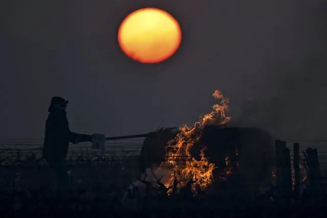 A winegrower burns a bale of straw in the vineyards to protect them from frost on April 7, 2021 as the sun rises at the heart of the Vouvray vineyard in Touraine. (Photo by Guillaume Souvant/AFP Photo)