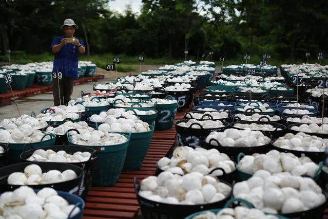 A man takes a picture of basket filled with rubber at the central rubber market in Nong Khai, Thailand, September 16, 2015. (Photo by Jorge Silva/Reuters)