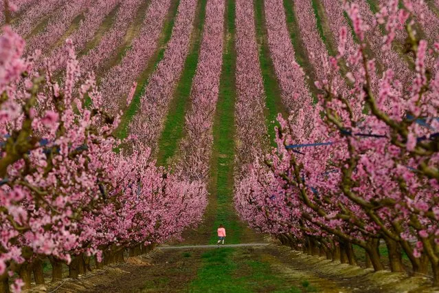 A child walks among blooming trees in a peach orchard in Aitona, Spain on March 5, 2021 (Photo by Pau Barrena/AFP Photo)