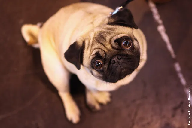 pug dog