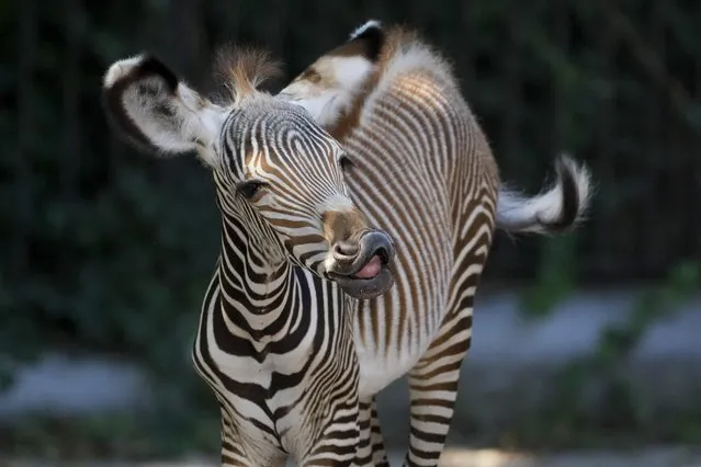 A Grevy zebra (Equus Grevyi) foal gestures, in Rome's Bioparco zoo, Thursday, September 7, 2023. The Grevy zebra foal was born late Sept. 2/early Sept. 3, as part of a conservation project for this species threatened with extinction. (Photo by Andrew Medichini/AP Photo)