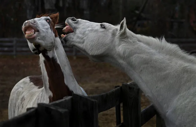 A couple of equine co-workers engage in some friendly horseplay at the U.S. Park Police corral that's located inside Fort Hunt Park near Mount Vernon on December 11, 2016. It is administered by the National Park Service as part of the George Washington Memorial Parkway. (Photo by Michael S. Williamson/The Washington Post)